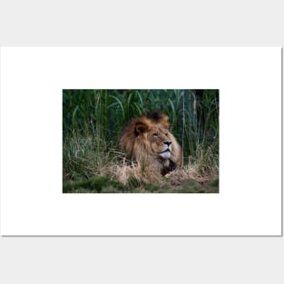 Lion In The Grass Posters and Art